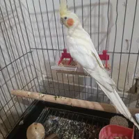 عروس هلندی نر و ماده
