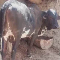 گوساله پلواری