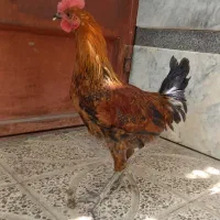 خروس لری عشایری