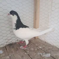 کبوتر