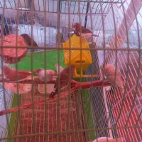 فنچ|پرنده|رشت, سعدی (تختی)|دیوار