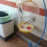 عروس هلندی باقفس ۳ماه هست