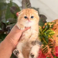 بچه گربه های اشرافی
