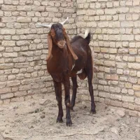 کولار نر،پاکستانی