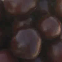 عناب تازه و درشت و درجه یک کیلویی فقط ۱۷۰