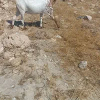 فروش بز نزار چاق پلمب