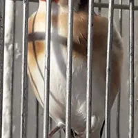 هفت رنگ سهره کتبازکن و مست