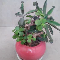 گل اشک تمساح
