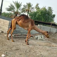 ۶مایه ای  یکی زارغ
