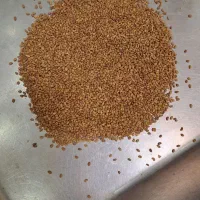 بذر یونجه سیاه رنجر اصلاح شده
