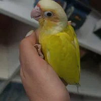 جوجه دونخور ردچیک دستی