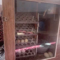 دستگاه جوجه کشی دیجیتال