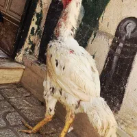 مرغ و خروس لاری تخم گذار