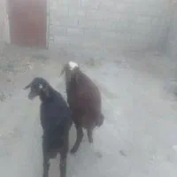 بره ماده