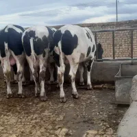 گوساله نرچاق|حیوانات مزرعه|قزوین, |دیوار