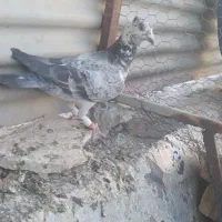 بزک سبز کاکلی پلاکی