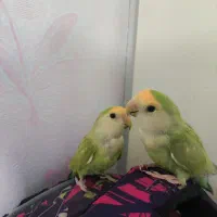 معاوضه طوطی برزیلی نر