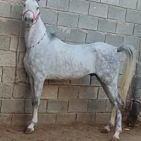 اسب کرد