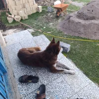 سگ هاسکی
