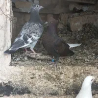 جوجه رنگه المانی پرشی