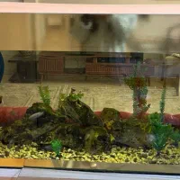 آکواریوم ماهی