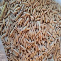 بذر شالی بینام رشت درجه یک کشت دوم