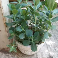 گلدان و گل|گل و گیاه طبیعی|گرگان, |دیوار