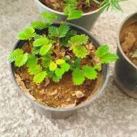 گلکده خونه سبز