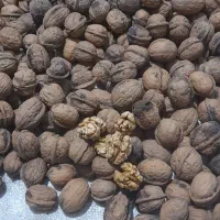 گردو محلی وتازه چین خشک شده