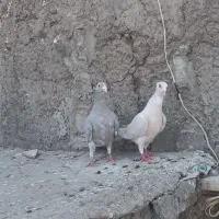 نقره ای پلنگ نرو ماده