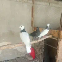 جوجه کبوتر جیر اماده جلد . و مرغ و خروس امریکایی