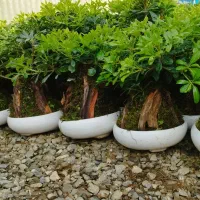 پیتسپروم بنسای.زامو بلک.زاموسبز
