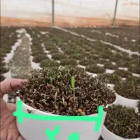 انواع سبزه عید