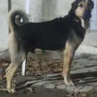 سگ پژدر|سگ|کرمانشاه, |دیوار