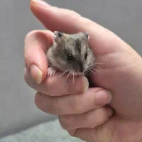 همستر مینیاتوری بامزه|موش و خرگوش|تهران, کیانشهر|دیوار