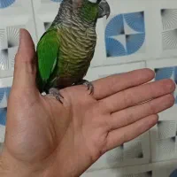 گرینچیک و عروس هلندی
