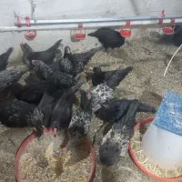 فروش ۱۰عدد جوجه خروس