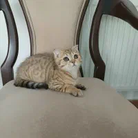 گلد تبی|گربه|تبریز, |دیوار
