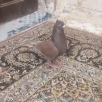 کبوتر. پرشی