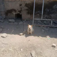 سگ پامرا