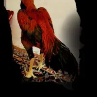 خروس لاری