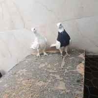 کبوتر طوقی و شازده هما