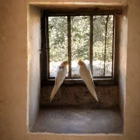 عروس هلندی ماده ۳ ماهه