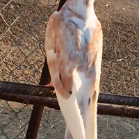 ۸عدد کبوتر گرفتنی و نشانه دار