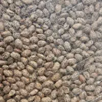 لوبیا چیتی بوجاری شده درجه یک بسیار تمیز