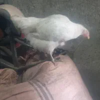 مرغ و خروس سالم جوون سرحال