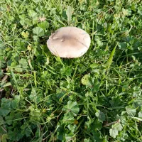 سبزی خورشتی خرده و عمده