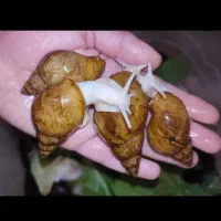 با حلزون و خاویارش زیبا شو یا تاجر شو