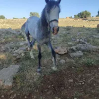 اسب|اسب و تجهیزات اسب‌سواری|ایوان, |دیوار
