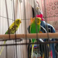 مرغ عشق|پرنده|آران و بیدگل, |دیوار